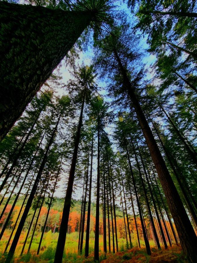 La Tiny Proche Lac Et Foret Sillé-le-Guillaume Esterno foto